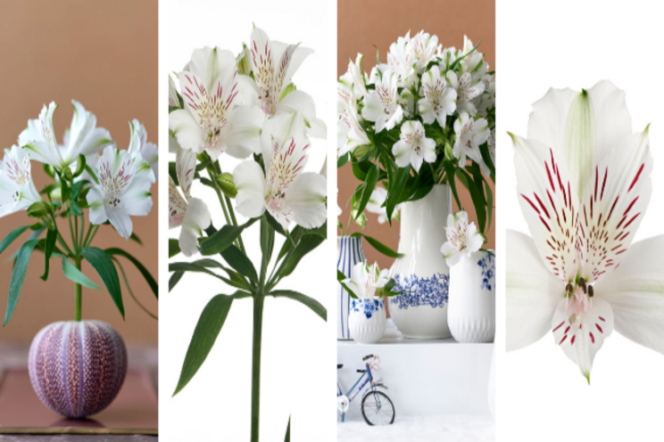 Virgin Queen: dazzling white Alstroemeria with XXL flowers