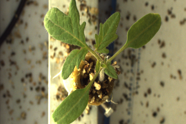 Automatic germination test provides insight into seed quality