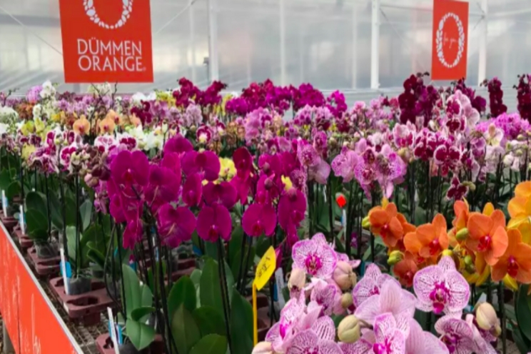 Dmmen Orange opens Phalaenopsis showcase