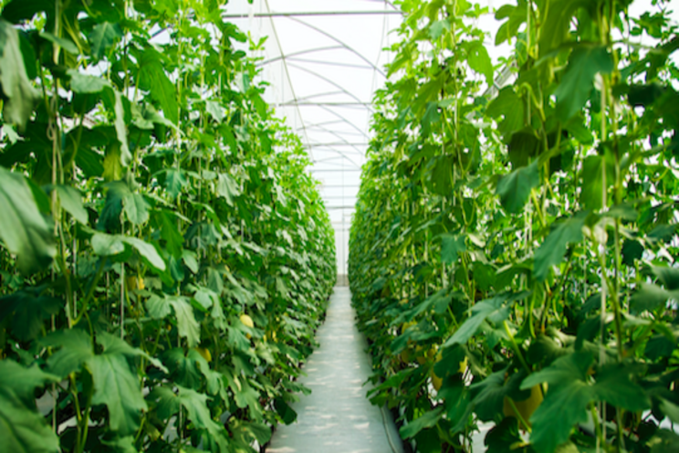 What pesticides are safe in the greenhouse