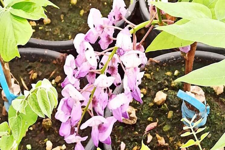 Thousands of grafted wisteria!