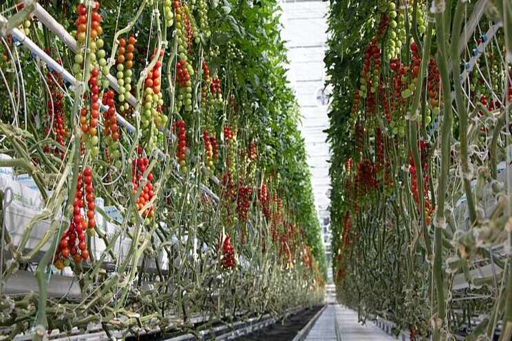 The top fresh produce greenhouse growers in the U.S.