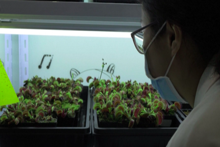 'Robo-plants' as the future of sustainable agriculture