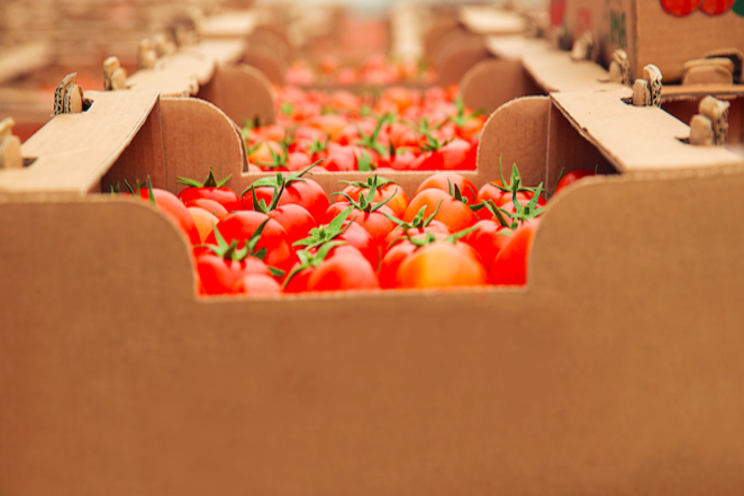 Tomato varieties with intermediate resistance to ToBRFV