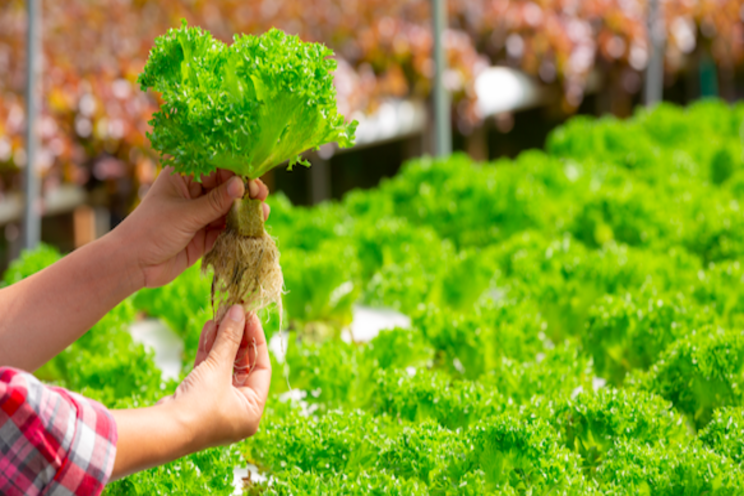 Aquaponics is complex: 'It's everything, anything'