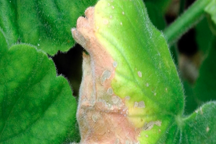 Managing botrytis conditions to reduce chances of problems