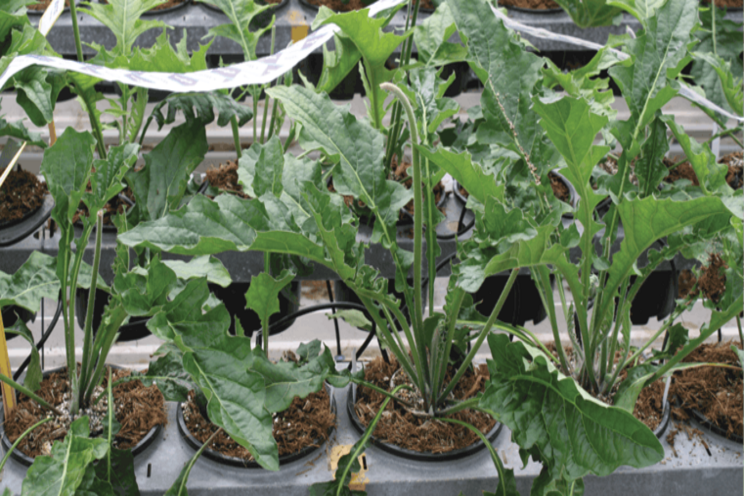 Hydroponic cut flower production