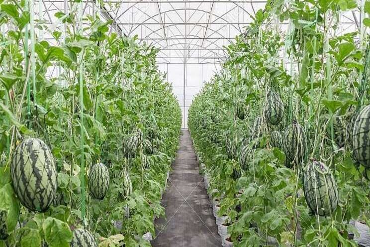 Greenhouse farming being developed in Bushehr province