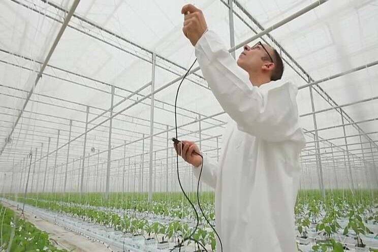 Chatham-Kent approved interim by-law for greenhouse lighting