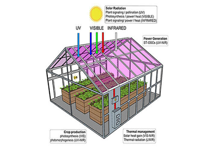 Growing lettuce under transparent solar cells