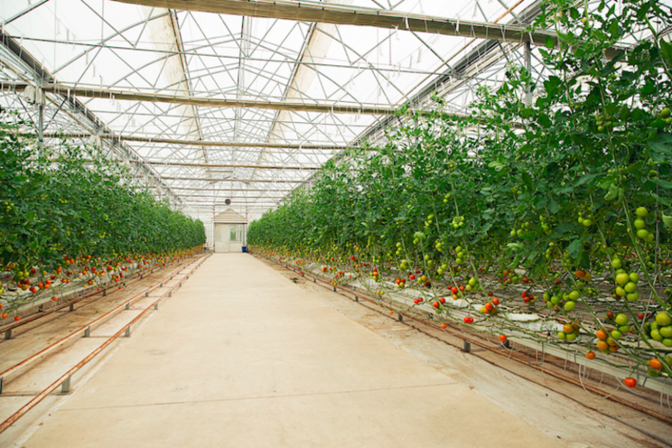 Greenhouse environment matters in powdery mildew control