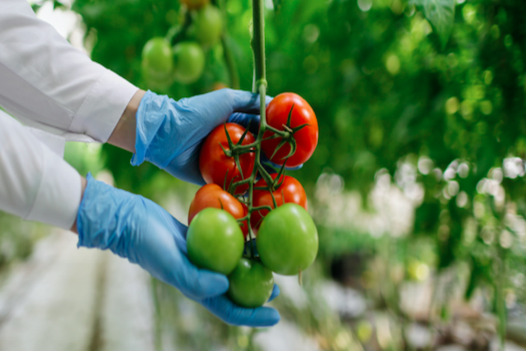 TomaTech cracks the code for ToBRFV-resistant tomatoes