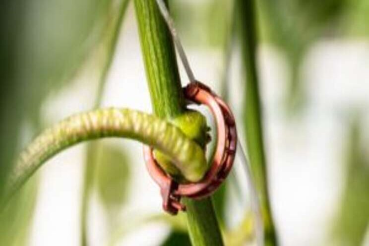 An environmentally friendly clip for greenhouse vegetables