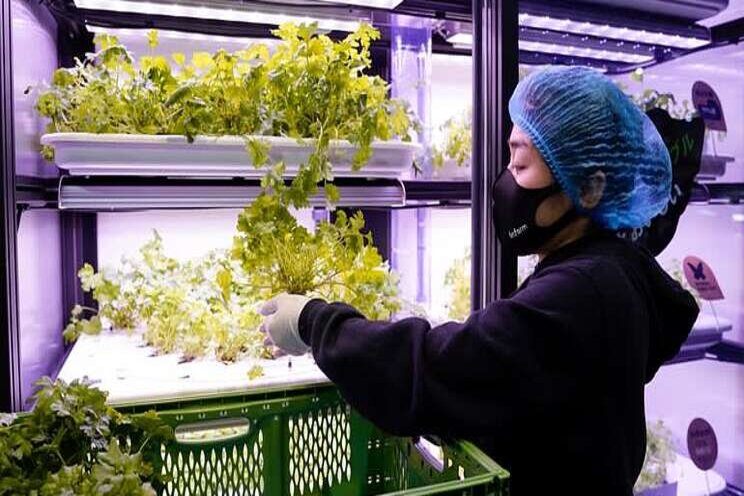 Japan railroad grows veggies indoors