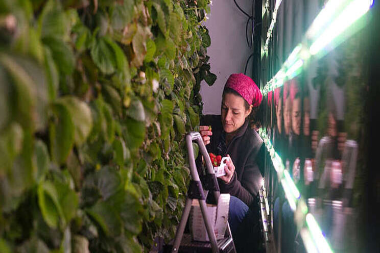 'Made in Quebec' strawberries offer hope for food autonomy