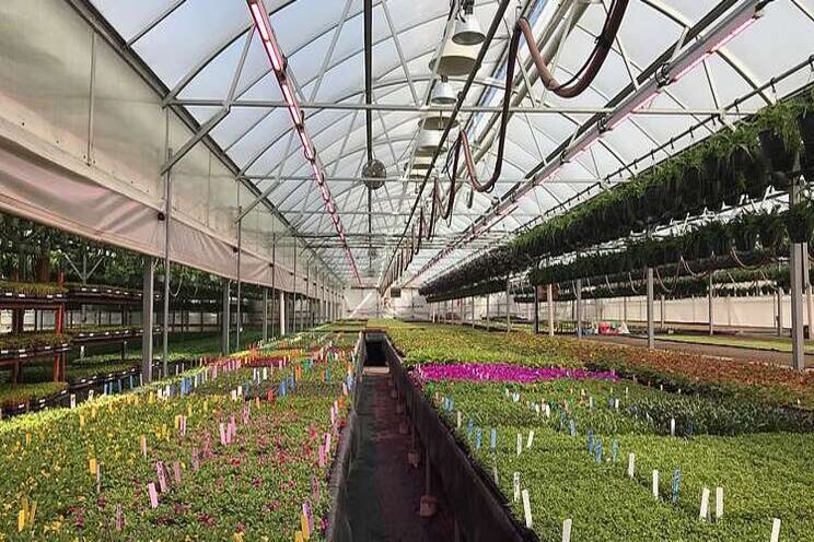 Greenhouse pest management recommendations for 2021