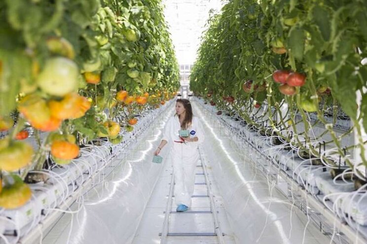 Workers unionize at Lufa Farms greenhouse in Laval