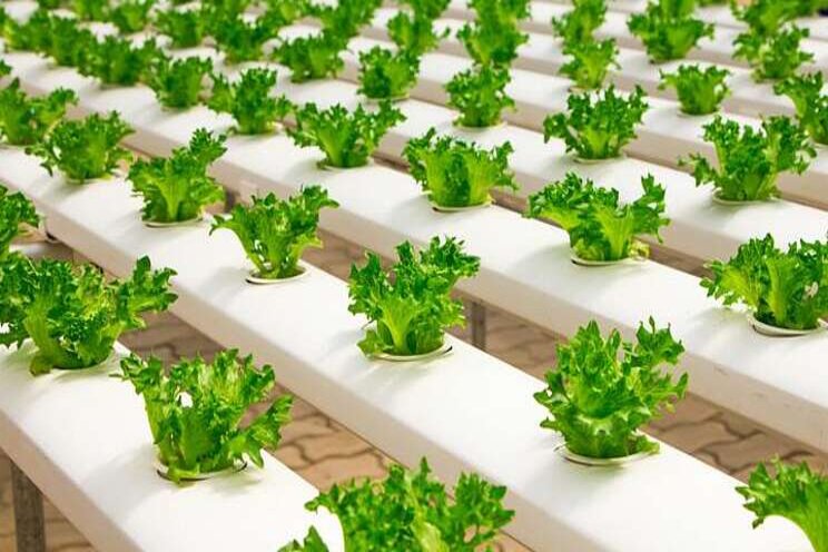 Transparent solar cells boost lettuce farming 