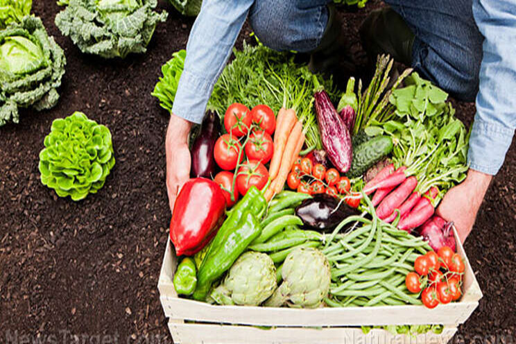 Feeding Montreal from world's largest rooftop greenhouse