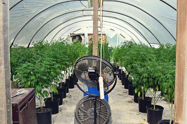 Tips on managing cannabis greenhouse humidity