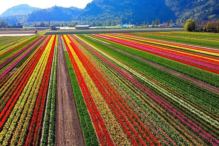 The largest flower farm is 35 acres covered in tulips