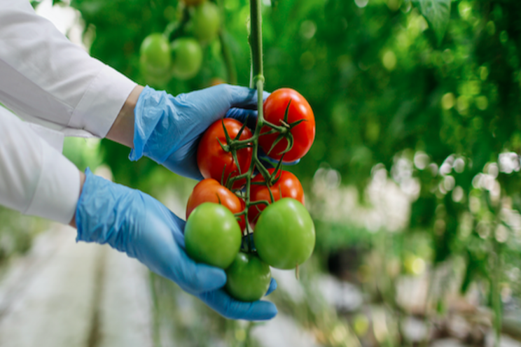 The solution has been found to beat deadly tomato virus