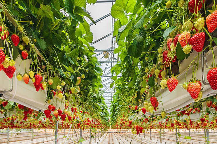 Indoor farming funding heats up