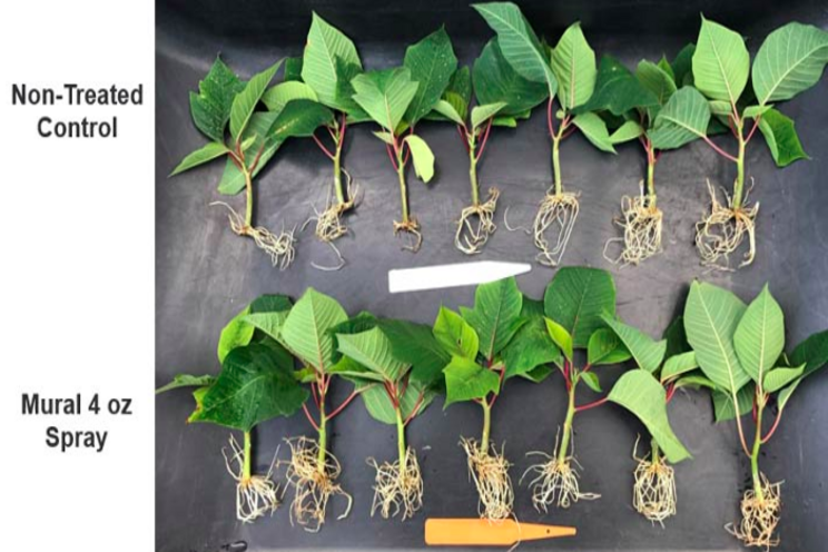 Broad-spectrum Mural fungicide for California ornamental growers