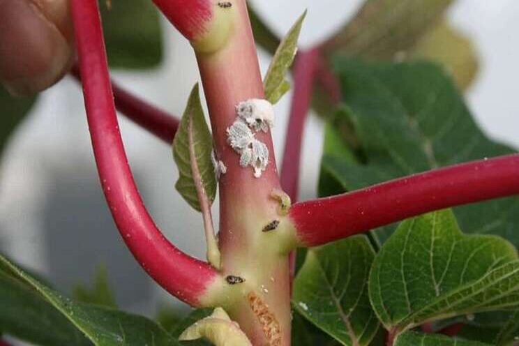 Tips on mealybugs