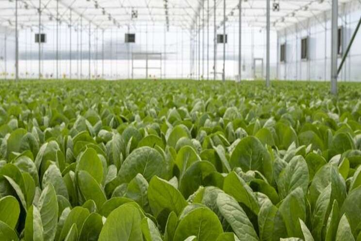 Greenhouse aquaponics grower plans for huge expansion