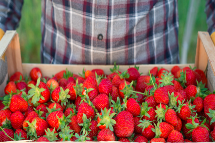 The strawberry research trial announced