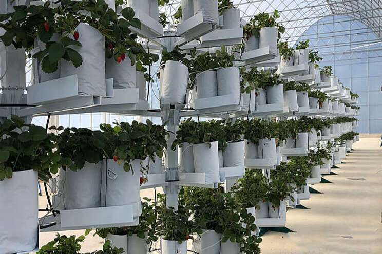 Affinor to grow lettuce, strawberries and craft cannabis