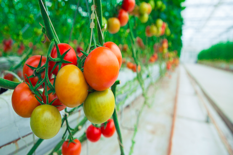 Tree-fungus supplement could reduce fertilizer use in tomato