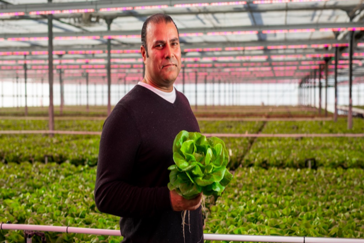 Canadian lettuce grower slashes propagation time