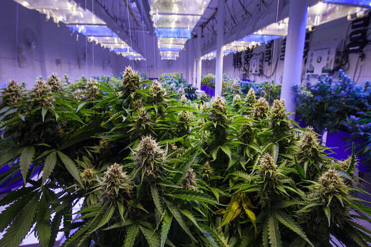 Study looks at cannabis industry's carbon footprint