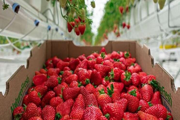 Nature Fresh Farms announces expansion of strawberry acreage