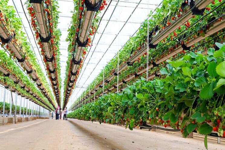 UAE, UK firms partner on new vertical farming venture