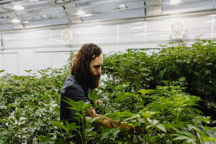 What to avoid when starting a cannabis operation