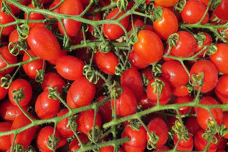 Effect of biostimulants on yield and quality of cherry tomatoes