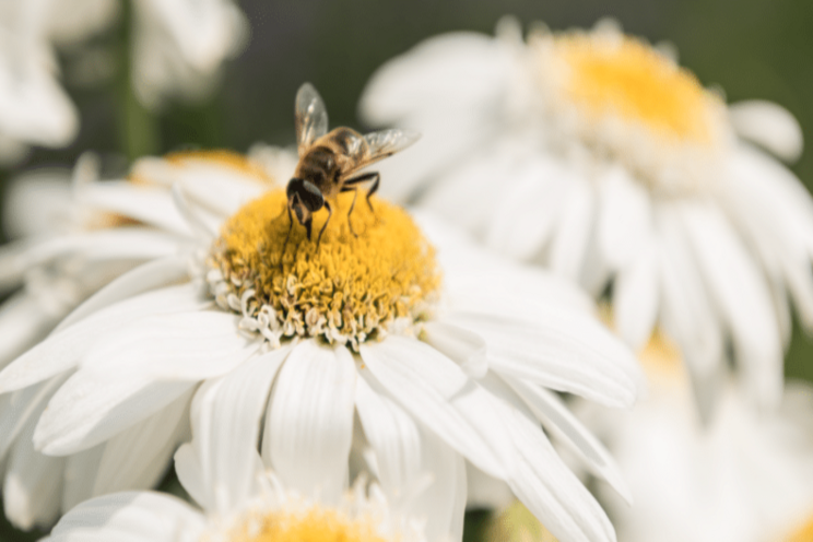 Leucanthemum 'Sweet Daisy Birdy'