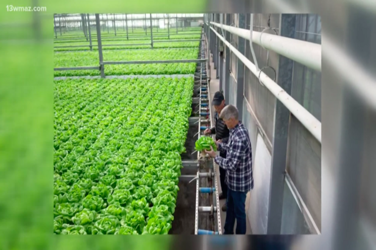 New $18M hydroponic greenhouse