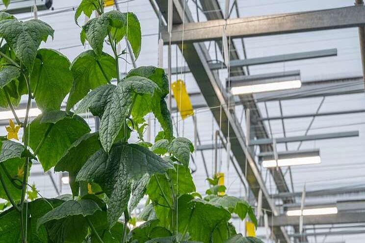 LEDs raise light levels and yields for BC grower