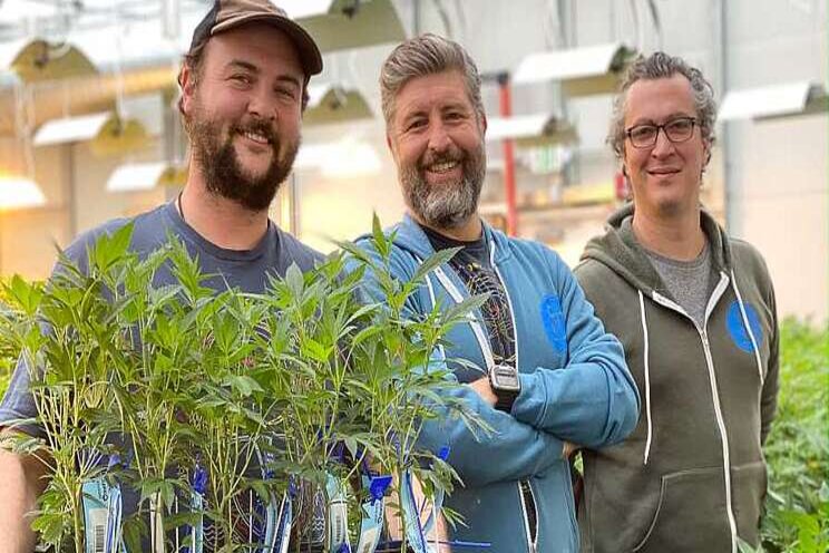 The model for sustainable greenhouse cannabis production The model for sustainable greenhouse cannabis production