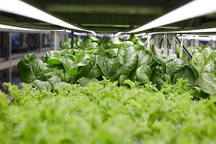 New partnership to increase accessibility of vertical farms