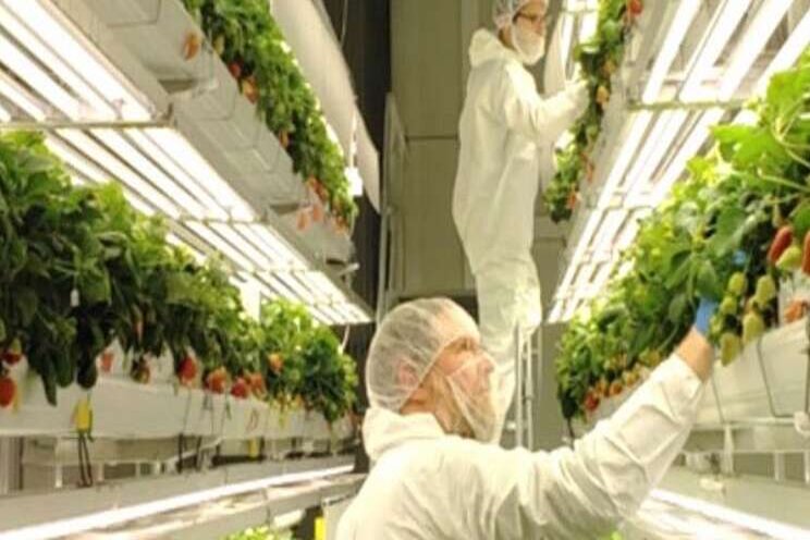 New partnership on blueberries, caneberries in vertical farms