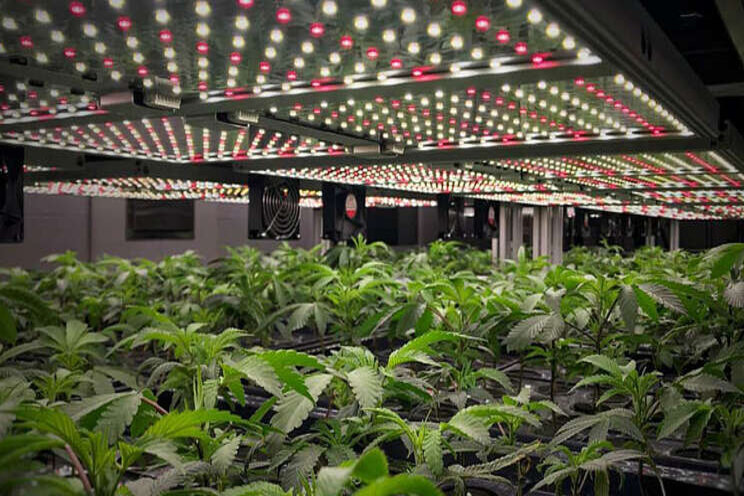 Aeroponics delivers 40% faster growth year-round