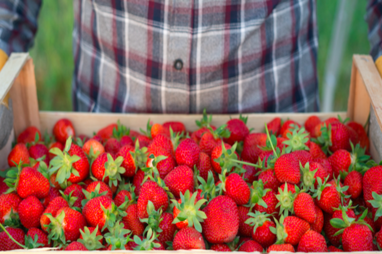 Vertical strawberry farm set to expand