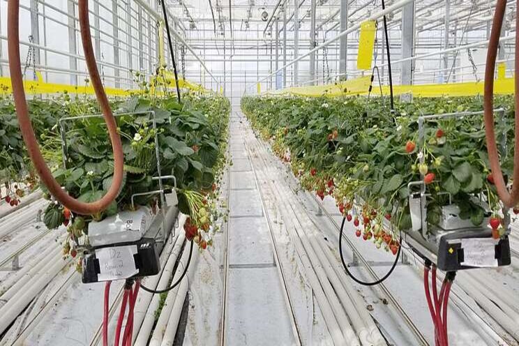 Sunterra Farms developing greenhouse near Acme