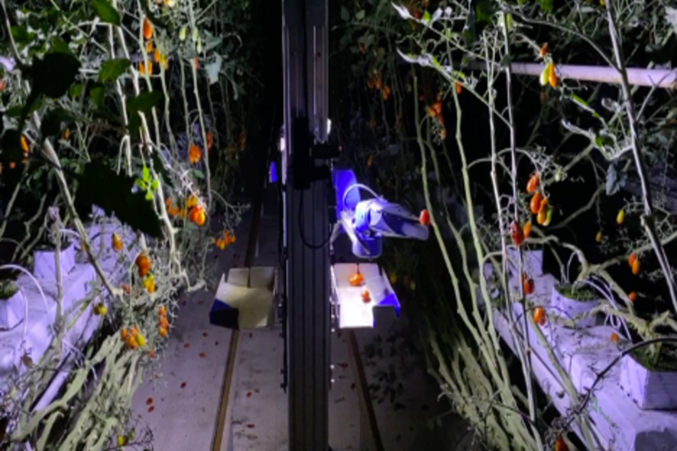 Japanese tomato harvesting robot 