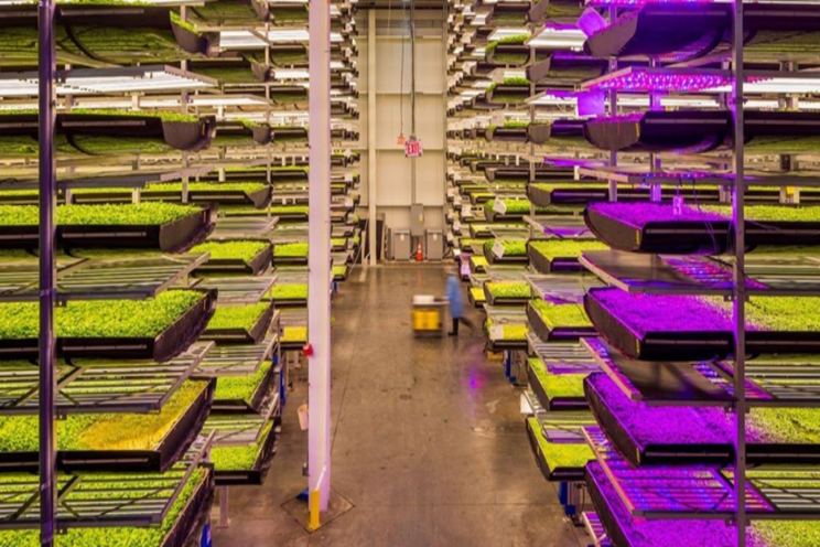 Vertical farming opens doors to fruit growing